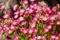 Mossy saxifrage, Saxifraga bryoides Royalty Free Stock Photo