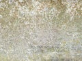 Mossy scratch wall Royalty Free Stock Photo