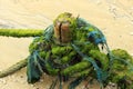 Mossy ship ropes tied to a wooden pile on a beach Royalty Free Stock Photo