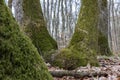 Mossy sprawling tree trunk deep in mountain forest Royalty Free Stock Photo