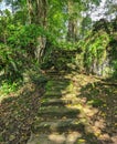 mossy stairs entrance into the forest