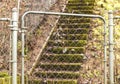 Mossy Steps in the Pacific Northwest