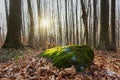 Mossy stone in the forest in the evening. Late autumn, bright green moss stands out against the background of a faded forest Royalty Free Stock Photo