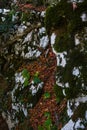 Mossy Stone In The Forest Green Orange Royalty Free Stock Photo