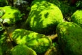 Mossy stone in shady garden