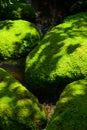 Mossy stone in shady garden