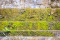 Mossy stone stairs step up with small green tree. Stones path covered by green moss in the forest. Old Mossy staircase with growin Royalty Free Stock Photo