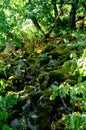 Mossy stones in the forest Royalty Free Stock Photo