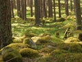 Mossy stones in a forest with trees in Fjord, Norway Royalty Free Stock Photo