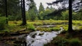 Mossy Stream In Forest: A Serene Reflection Of Nature Royalty Free Stock Photo
