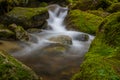 Mossy Stream, Washington State Royalty Free Stock Photo