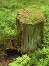 Mossy stump Royalty Free Stock Photo