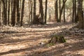 Mossy Stump in the forest Royalty Free Stock Photo