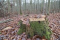Mossy_stump Royalty Free Stock Photo