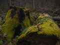 Mossy stump in old-growth forest in autumn