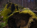 Mossy stump in old-growth forest in autumn