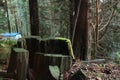 A Mossy Stump in Pacific Northwest Forest