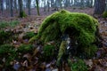 Mossy stump in the snowless winter forest Royalty Free Stock Photo