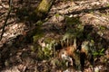 Mossy stump sprinkled with dried leaves