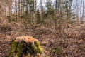 Stump of a tree in the middle of the forest