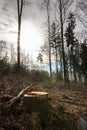 Stump of a tree and the sun in the middle of the forest