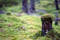 Mossy Stump In Wild-Wood Sweden