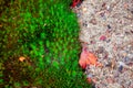 Mossy Surface in Autumn Taiga Forest