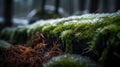 a mossy surface covered in snow and grass in a forest area with trees in the background and a fence in the foreground with snow