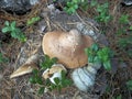 The mossy surface. Mushroom and a sprig of fern.