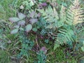 The mossy surface. Mushroom and a sprig of fern.