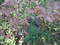 The mossy surface. Mushroom and a sprig of fern.