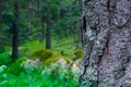 Mossy thee trunk closeup, mystical pine woods on the background.