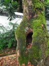 Mossy Tree Bark with hole Royalty Free Stock Photo