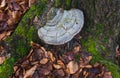 Mossy tree bark and polypore, fallen leaves Royalty Free Stock Photo