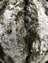 Mossy tree bark