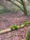 Mossy tree blanch