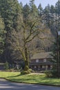 Mossy tree Columbia River Gorge Oregon