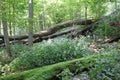 Mossy Tree in Cuyahoga Valley National Park Royalty Free Stock Photo