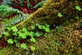 Mossy tree detail with cluster of clovers