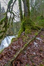 Mossy tree in Eistobel gorge, Bavaria Royalty Free Stock Photo