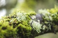 Mossy Tree in Foggy Forest Park Royalty Free Stock Photo