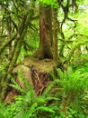 Mossy Tree in Forest Ferns