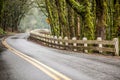 Mossy Tree Lined Road Royalty Free Stock Photo