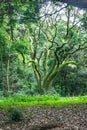 A mossy tree in Meiji Shrine Park, Tokyo Royalty Free Stock Photo