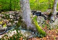 Mossy tree roots break through rocks Royalty Free Stock Photo