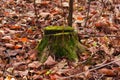 A mossy tree stump in a deciduous leaf