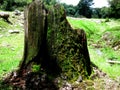 Mossy Tree Stump Royalty Free Stock Photo