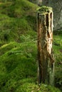 Mossy tree trunk