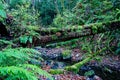 Mossy tree trunk fallen on a creek in Gowland Todd Provincial Park, Saanich, BC Canada Royalty Free Stock Photo