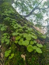 Mossy tree trunk with pennywort (umbilicus rupestris) and branches and leaves in blur